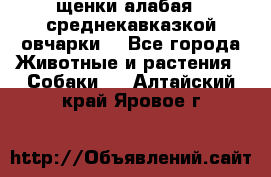 щенки алабая ( среднекавказкой овчарки) - Все города Животные и растения » Собаки   . Алтайский край,Яровое г.